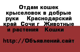 Отдам кошек крыселовок в добрые руки. - Краснодарский край, Сочи г. Животные и растения » Кошки   